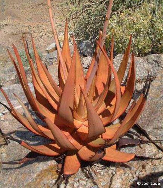 Aloe gariepensis Umdaus, RSA ©JL